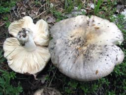 Russula medullata