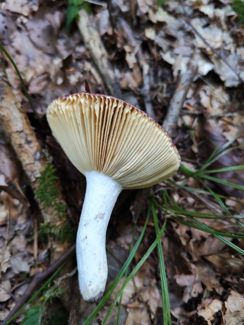 Russula vinosa