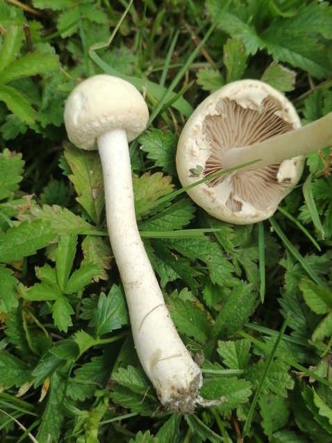 Agrocybe dura
