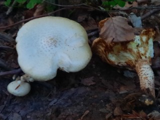 Neolentinus lepideus