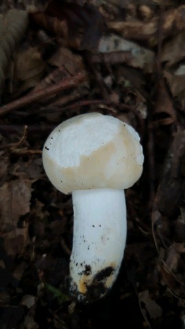 Russula virescens