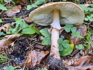 Echinoderma asperum