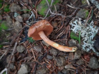 Chalciporus piperatus