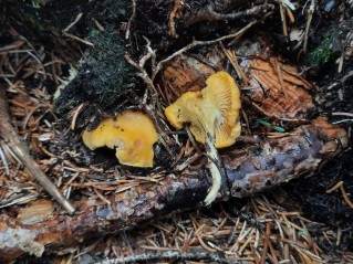 Cantharellus cibarius