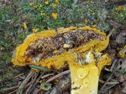 Hypomyces chrysospermus