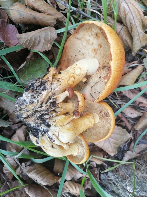 Pholiota aurivella
