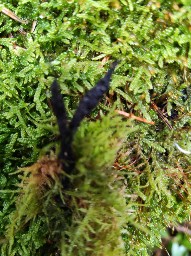 Xylaria hypoxylon