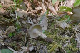 Lentinus substrictus