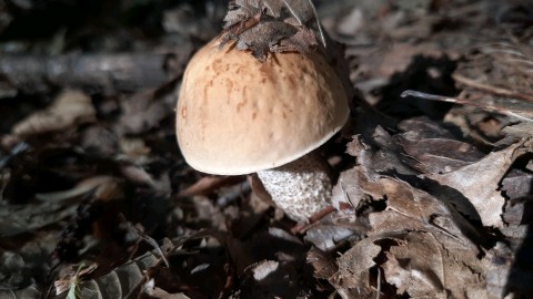 Leccinellum pseudoscabrum