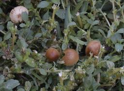 Conocybe merdaria