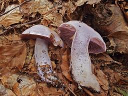 Cortinarius camphoratus