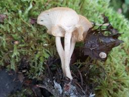 Singerocybe phaeophthalma