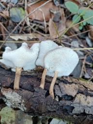 Lentinus brumalis