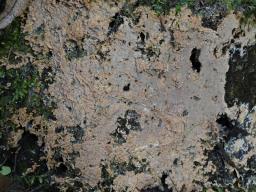 Gloiothele lactescens