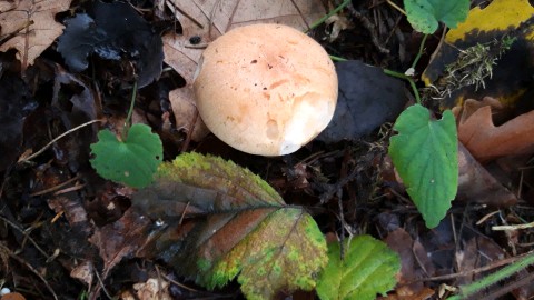 Hygrophorus nemoreus