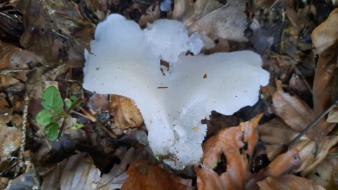 Pseudohydnum gelatinosum