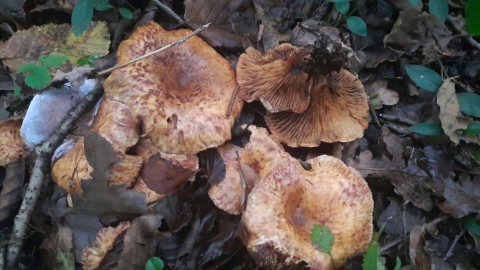 Paxillus rubicundulus