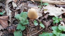 Conocybe pubescens