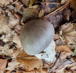 Amanita pseudoargentea