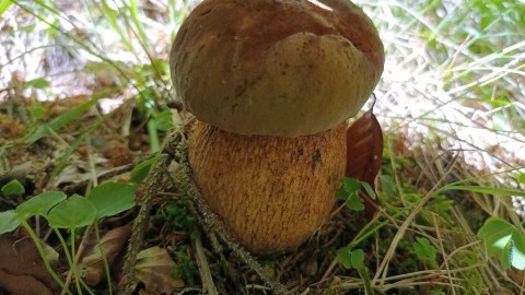 Suillellus luridus