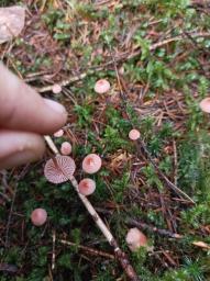 Mycena rosella