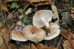 Hygrophorus nemoreus