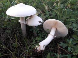 Leucoagaricus leucothites