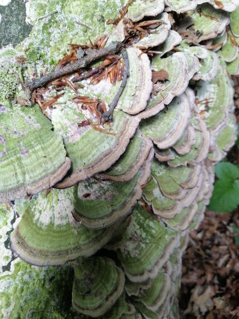 Trichaptum biforme