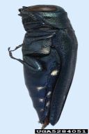 Agrilus biguttatus