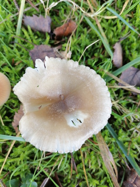 Hygrophorus pustulatus