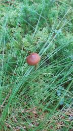 Cortinarius chrysolitus