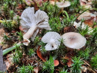 Hygrophorus pustulatus