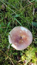 Russula vesca