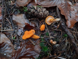 Cantharellus friesii