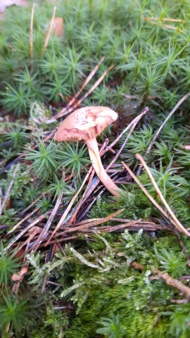 Chalciporus piperatus