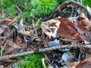 Craterellus undulatus