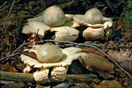 Geastrum triplex