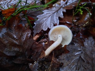 Pholiota lenta