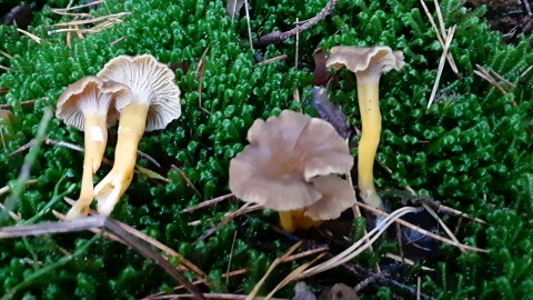 Craterellus tubaeformis