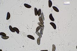 Xylaria longipes