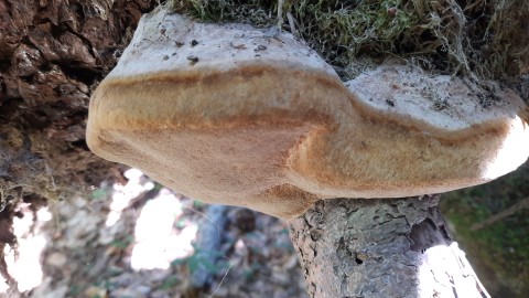 Phellinus hartigii