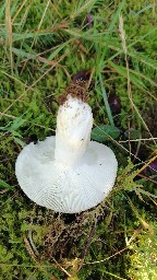 Russula vesca