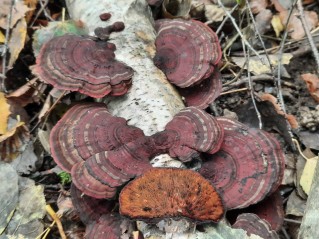 Daedaleopsis tricolor