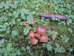 Cortinarius laetissimus