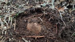 Elaphomyces granulatus