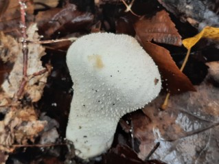 Lycoperdon perlatum