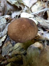 Pluteus romellii