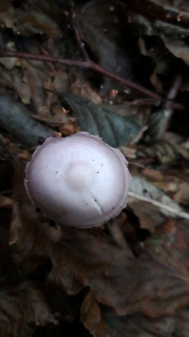 Mycena rosea