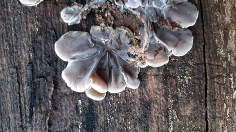 Auricularia mesenterica