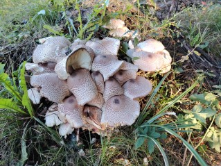 Agaricus xanthodermus
